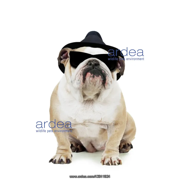 : Bulldog wearing trilby hat and sunglasses : Bulldog wearing trilby hat and sunglasses