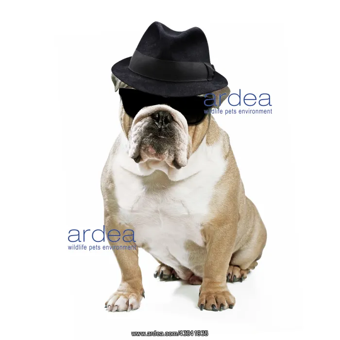 : Bulldog wearing trilby hat and sunglasses : Bulldog wearing trilby hat and sunglasses