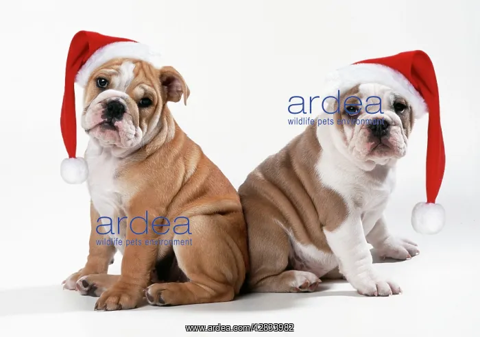 : Bulldog - x2 puppies wearing Christmas hats