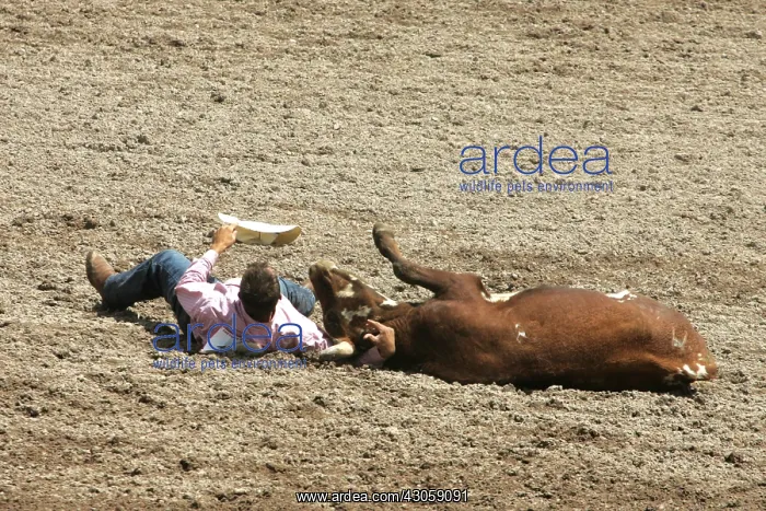 : Bulldogging Cheyenne's World-Famous Rodeo : Bulldogging Cheyenne's World-Famous Rodeo