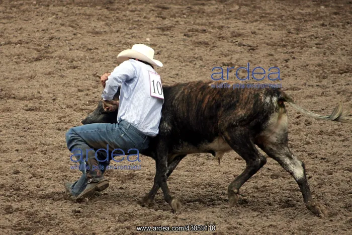 : bulldogging during the Frontier Days Cheyenne USA : bulldogging during the Frontier Days Cheyenne USA