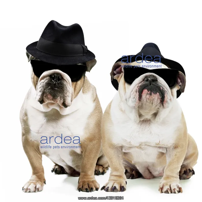 : Dog Bulldogs wearing trilby hats and sunglasses Digital Manipulation : Dog Bulldogs wearing trilby hats and sunglasses Digital Manipulation