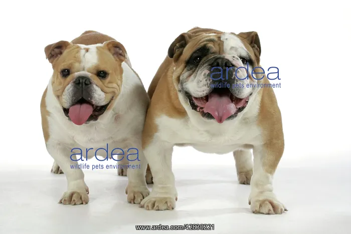  : Bulldogs - male and female