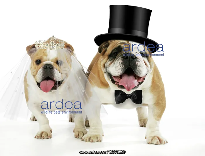 : Bulldogs - male and female : Bulldogs - male and female