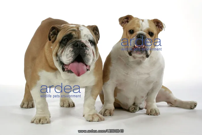  : Bulldogs - male and female