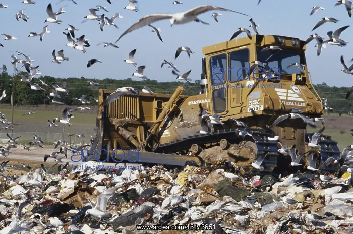 : Bulldozer in Landfill : Bulldozer in Landfill
