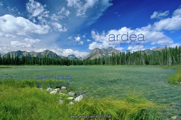 : Buller Pond with mount Assiniboine in background : Buller Pond with mount Assiniboine in background