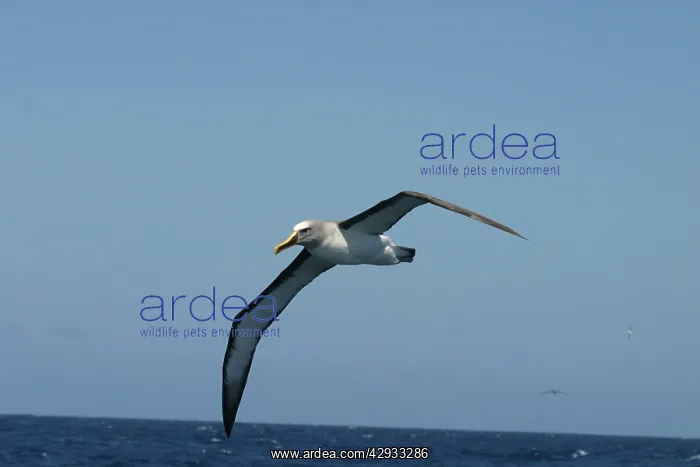  : BullerIs Albatross