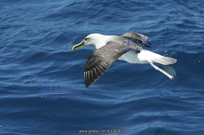 : BullerIs ALBATROSS - in flight over water : BullerIs ALBATROSS - in flight over water
