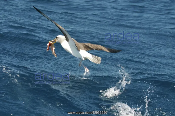 : BullerIs Albatross - With food in beak : BullerIs Albatross - With food in beak