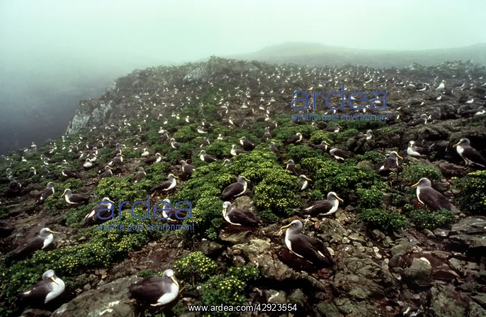 : Buller's Albatross : Buller's Albatross