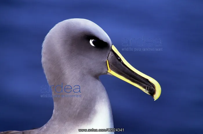 : Buller's Albatross : Buller's Albatross
