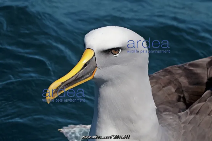 : Buller's Albatross : Buller's Albatross