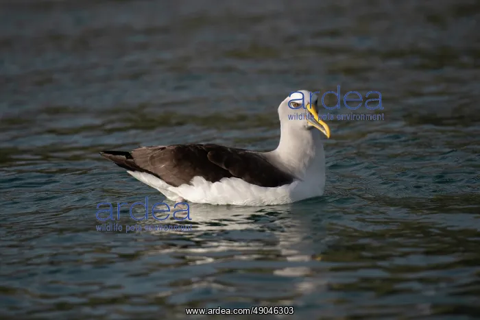 : Buller's Albatross : Buller's Albatross