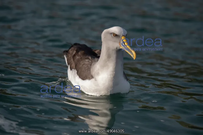 : Buller's Albatross : Buller's Albatross