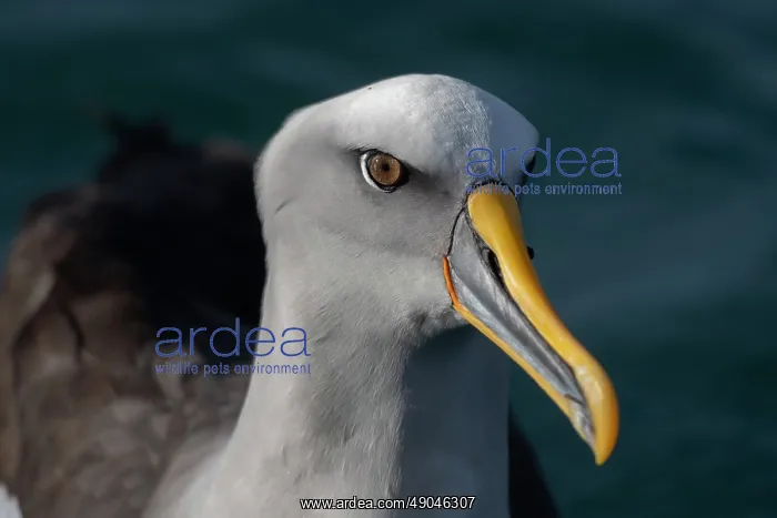 : Buller's Albatross : Buller's Albatross