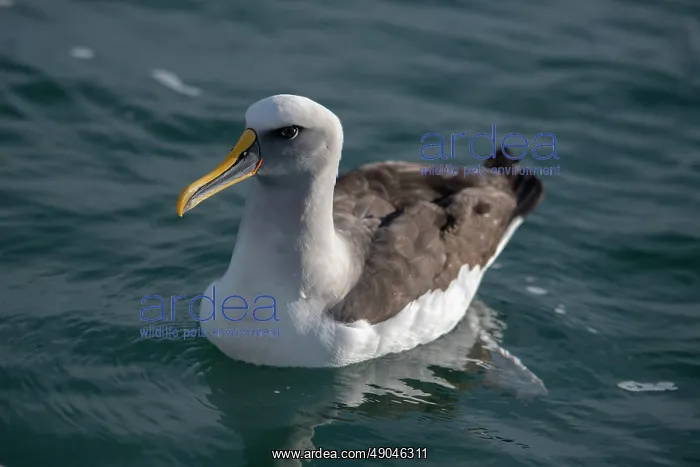 : Buller's Albatross : Buller's Albatross