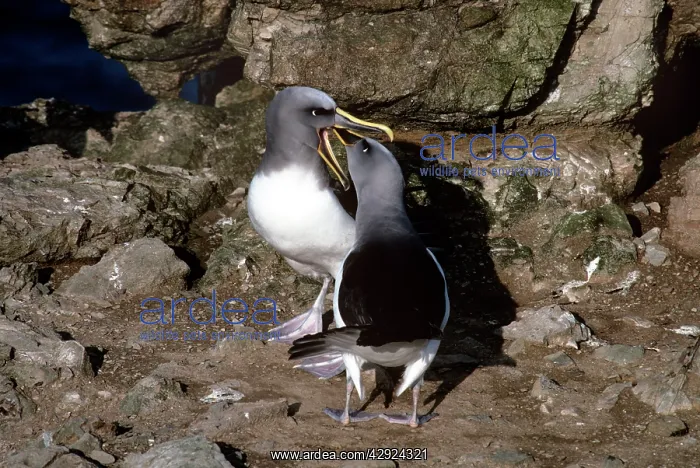 : Buller's Albatross - courting pair : Buller's Albatross - courting pair