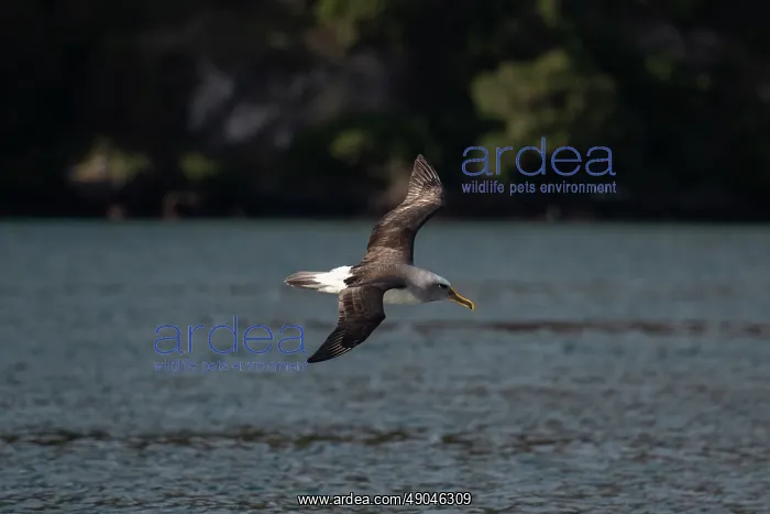 : Buller's Albatross in fkight : Buller's Albatross in fkight