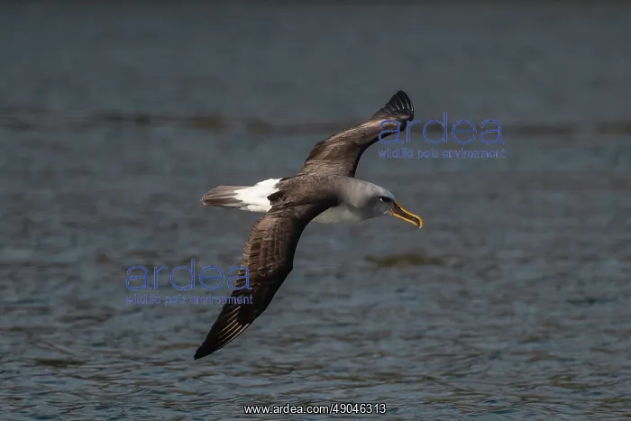 : Buller's Albatross in fkight : Buller's Albatross in fkight