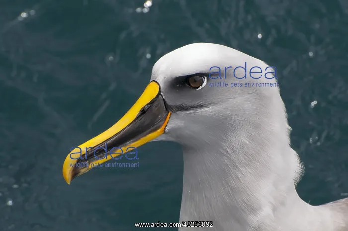 : Buller's Albatross or Mollymawk (Thalassarche : Buller's Albatross or Mollymawk (Thalassarche