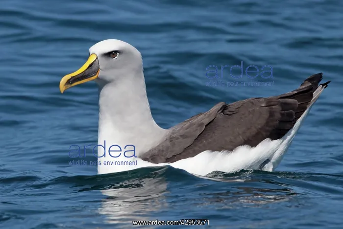 : Buller's Albatross - on the water : Buller's Albatross - on the water