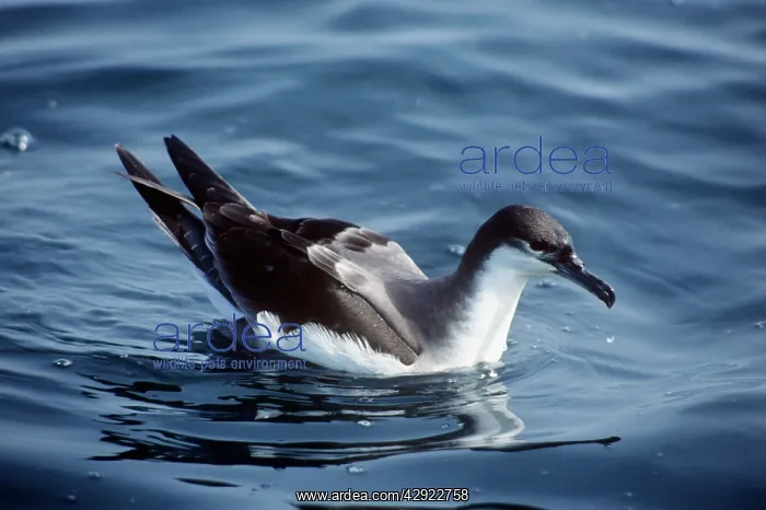 : Buller's Shearwater : Buller's Shearwater
