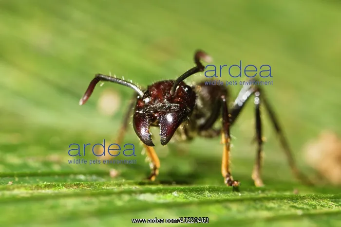 : Bullet Ant (Paraponera clavata) in lowland rainforest : Bullet Ant (Paraponera clavata) in lowland rainforest