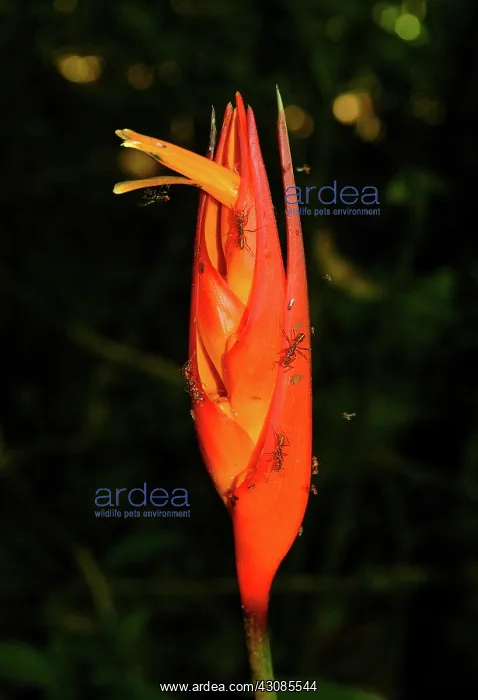 : Bullet ants on a rainforest flower : Bullet ants on a rainforest flower