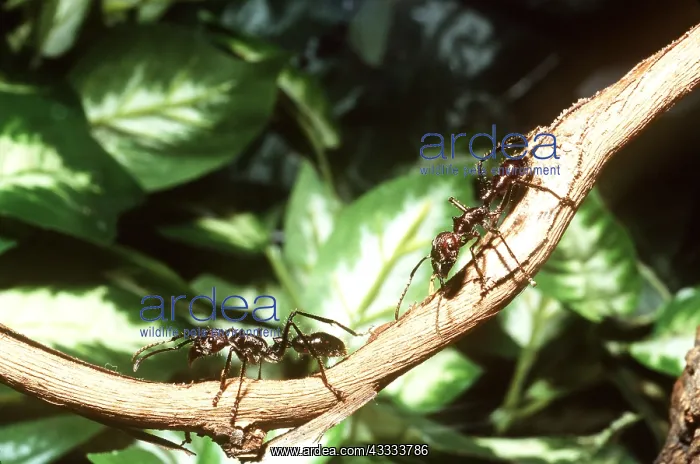 : BULLET ANTS - X2 ON BRANCH : BULLET ANTS - X2 ON BRANCH
