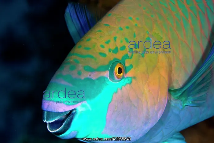 : Bullethead Parrotfish : Bullethead Parrotfish