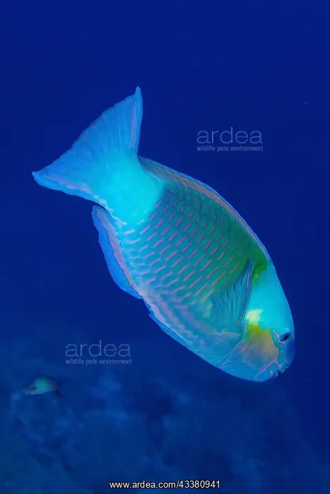 : Bullethead parrotfish (Chlorurus sordidus) against : Bullethead parrotfish (Chlorurus sordidus) against