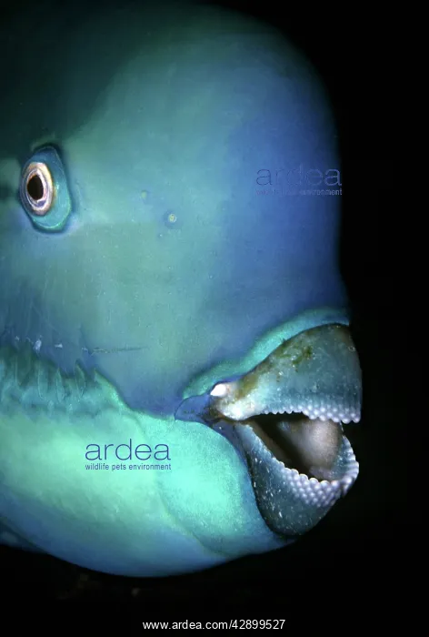 : Bullethead Parrotfish - Note the many teeth that : Bullethead Parrotfish - Note the many teeth that