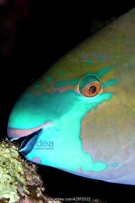 : Bullethead Parrotfish - sleeping : Bullethead Parrotfish - sleeping