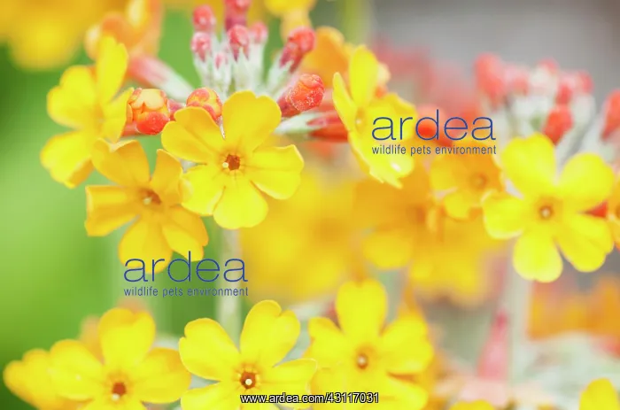 : Bulley's Primrose, Primula bulleyana, yellow candleabra prim : Bulley's Primrose, Primula bulleyana, yellow candleabra prim