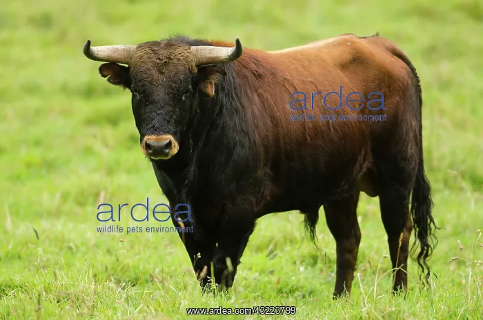: Bullfighting Bull from Spanish Stock, base : Bullfighting Bull from Spanish Stock, base