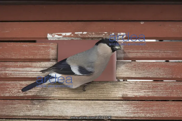 : Bullfinch - adult female feeding on bird feeder - Sweden : Bullfinch - adult female feeding on bird feeder - Sweden