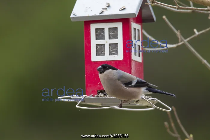 : Bullfinch - adult female feeding on bird feeder - Sweden : Bullfinch - adult female feeding on bird feeder - Sweden