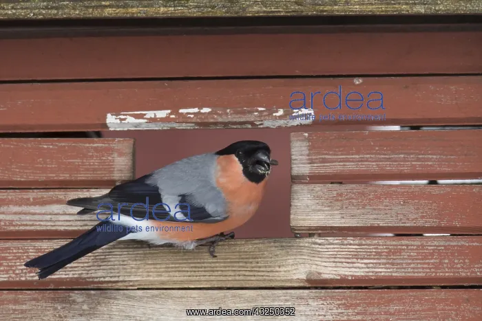 : Bullfinch - adult male feeding on bird feeder - Sweden : Bullfinch - adult male feeding on bird feeder - Sweden