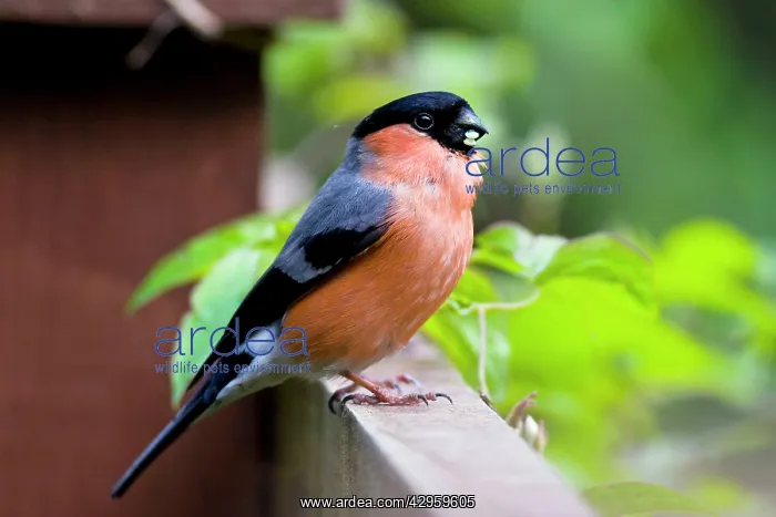 : Bullfinch - adult male perching on fence : Bullfinch - adult male perching on fence