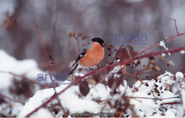 : BULLFINCH - On branch in snow : BULLFINCH - On branch in snow
