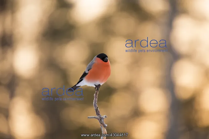 : Bullfinch - in the early morning sunrise - Sweden, Europe : Bullfinch - in the early morning sunrise - Sweden, Europe