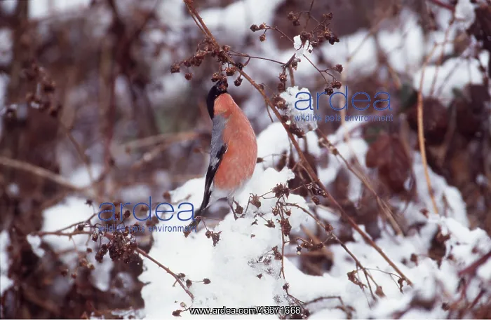 : BULLFINCH - Eating berries, in snow : BULLFINCH - Eating berries, in snow