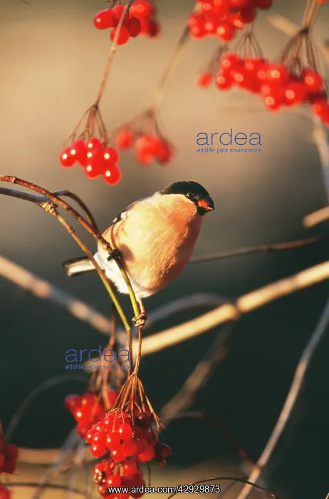  : Bullfinch - Eating red berries