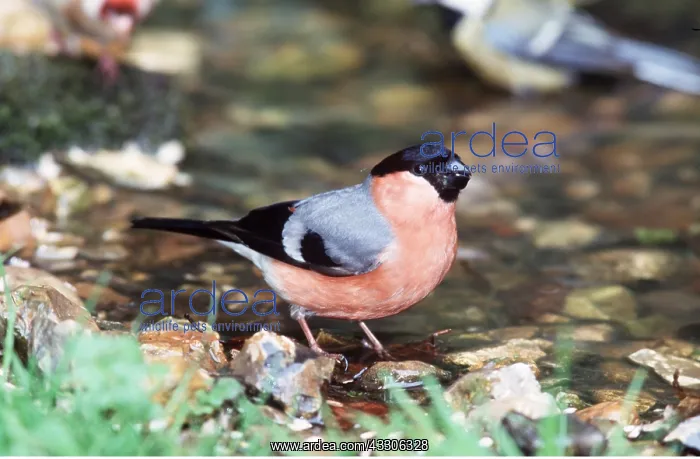 : BULLFINCH - at edge of pond : BULLFINCH - at edge of pond