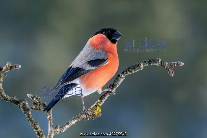 : Bullfinch or eurasian bullfinch (Pyrrhula pyrrhula) : Bullfinch or eurasian bullfinch (Pyrrhula pyrrhula)