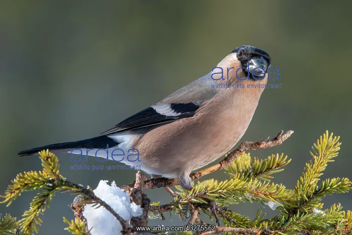 : Bullfinch or eurasian bullfinch (Pyrrhula pyrrhula) : Bullfinch or eurasian bullfinch (Pyrrhula pyrrhula)