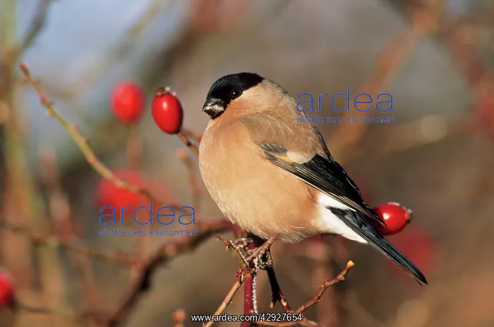 : BULLFINCH - female : BULLFINCH - female