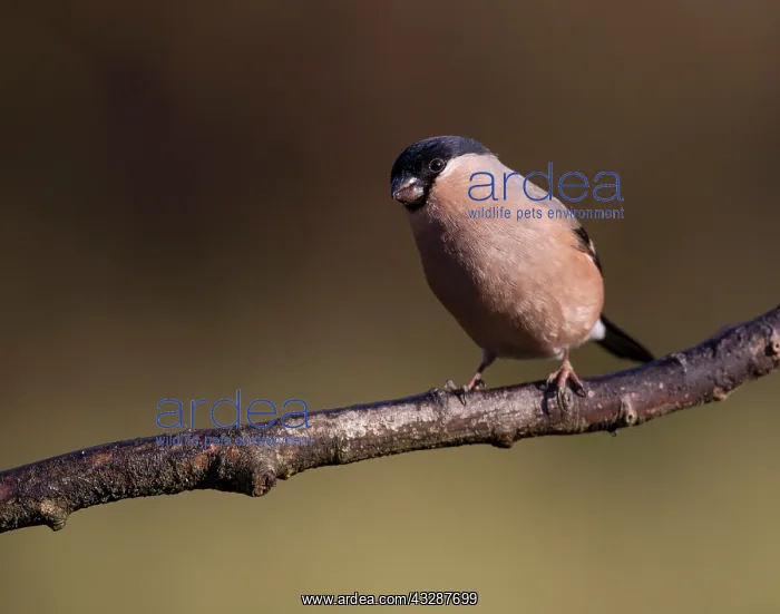  : Bullfinch - female - adult - perched on branch - Winter