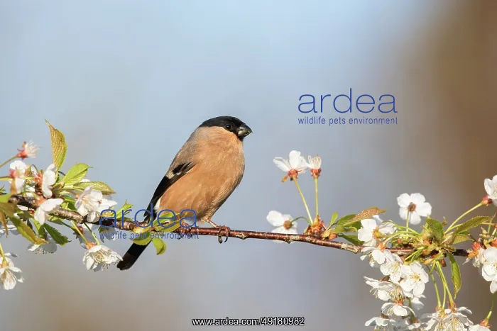  : Bullfinch - Female - on Cherry Blossom - UK